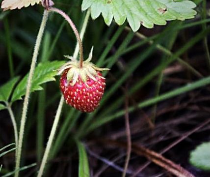 Fragaria Orientalis Extract